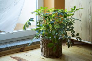 10 piante da balcone sempreverdi