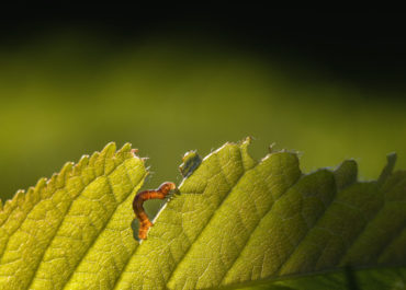 Foglie mangiate e con i buchi? 10 insetti nemici delle piante!