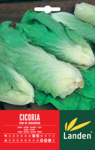 Cicoria pan di zucchero