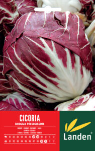 Cicoria rossa di Chioggia