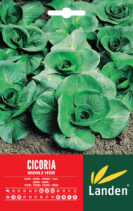 Cicoria grumolo verde