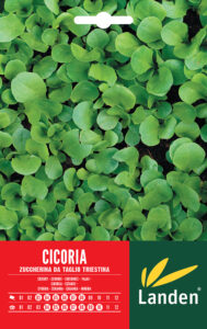 Cicoria bionda zuccherina