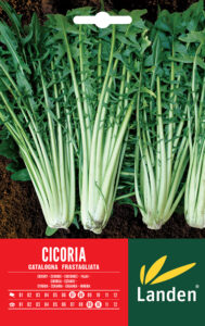 Cicoria Catalogna