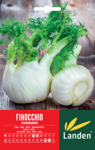 Finocchio