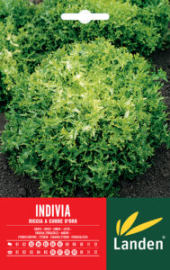 Indivia riccia