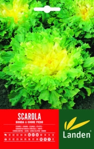 Scarola bionda a cuore pieno