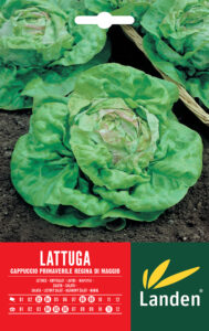 Lattuga a cappuccio primaverile