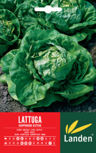 Lattuga a cappuccio estiva