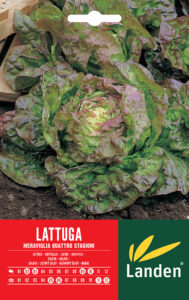 Lattuga rossa 4 stagioni