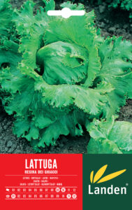 Lattuga dei ghiacci