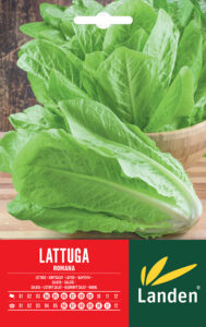 Lattuga romana