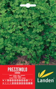 Prezzemolo comune