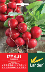 Ravanello tondo rosso