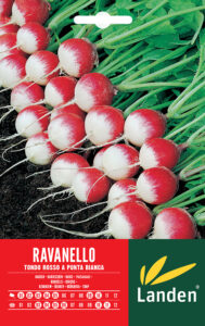 Ravanello tondo rosso a punta bianca