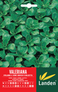 Valeriana d’Olanda a seme grosso o dolcetto
