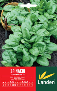Spinacio liscio F.1