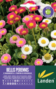 Bellis perennis mix