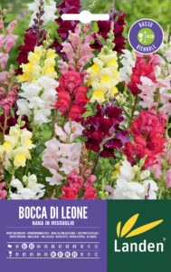 Bocca di leone nana in mix