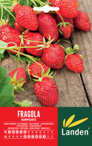 Fragole rampicanti