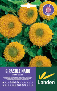 Girasole doppio