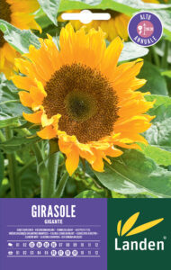 Girasole gigante