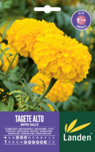 Tagete alto doppio giallo