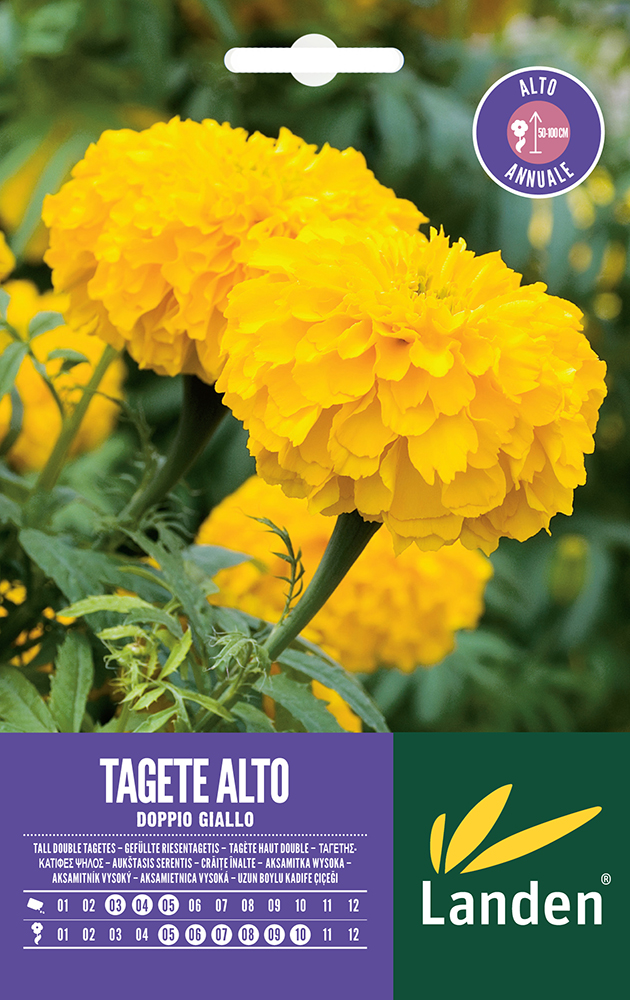 U515325_TAGETE_ALTO_DOP_GIALLO.indd