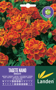Tagete nano bronzato