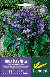 Viola mammola delle 4 stagioni