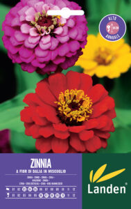 Zinnia fior di Dalia