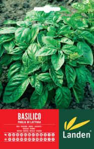 Basilico gigante a foglia di lattuga