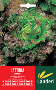 Lattuga canasta