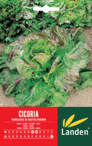 Cicoria variegata di Castelfranco
