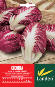 Cicoria rossa di Verona