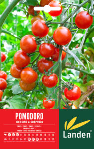 Pomodoro ciliegino a grappolo