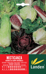 Misticanza di cicorie di campo invernale