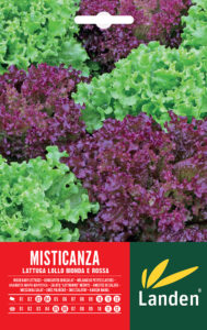 Misticanza di lattuga riccia lollo bionda/rossa
