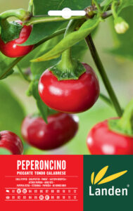 Peperoncino piccante tondo calabrese