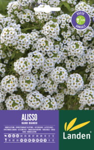 Alisso bianco