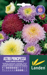 Astro Principessa