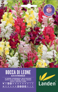 Bocca di leone alta in mix