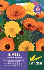 Calendula a grandi fiori in mix