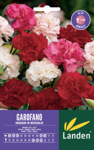 Garofano Chabaud in mix