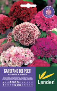 Garofano dei poeti