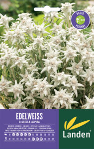 Edelweiss o stella alpina