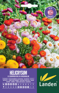 Helichrysum o semprevivo in mix