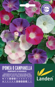 Ipomea o campanelle rampicanti
