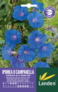 Ipomea o campanelle rampicanti blu