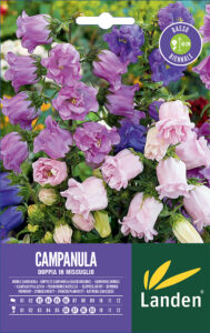 Campanula doppia in mix