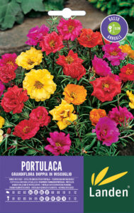 Portulaca grandifiori doppia